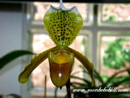 Paph esquirolei Strip' 1.jpg